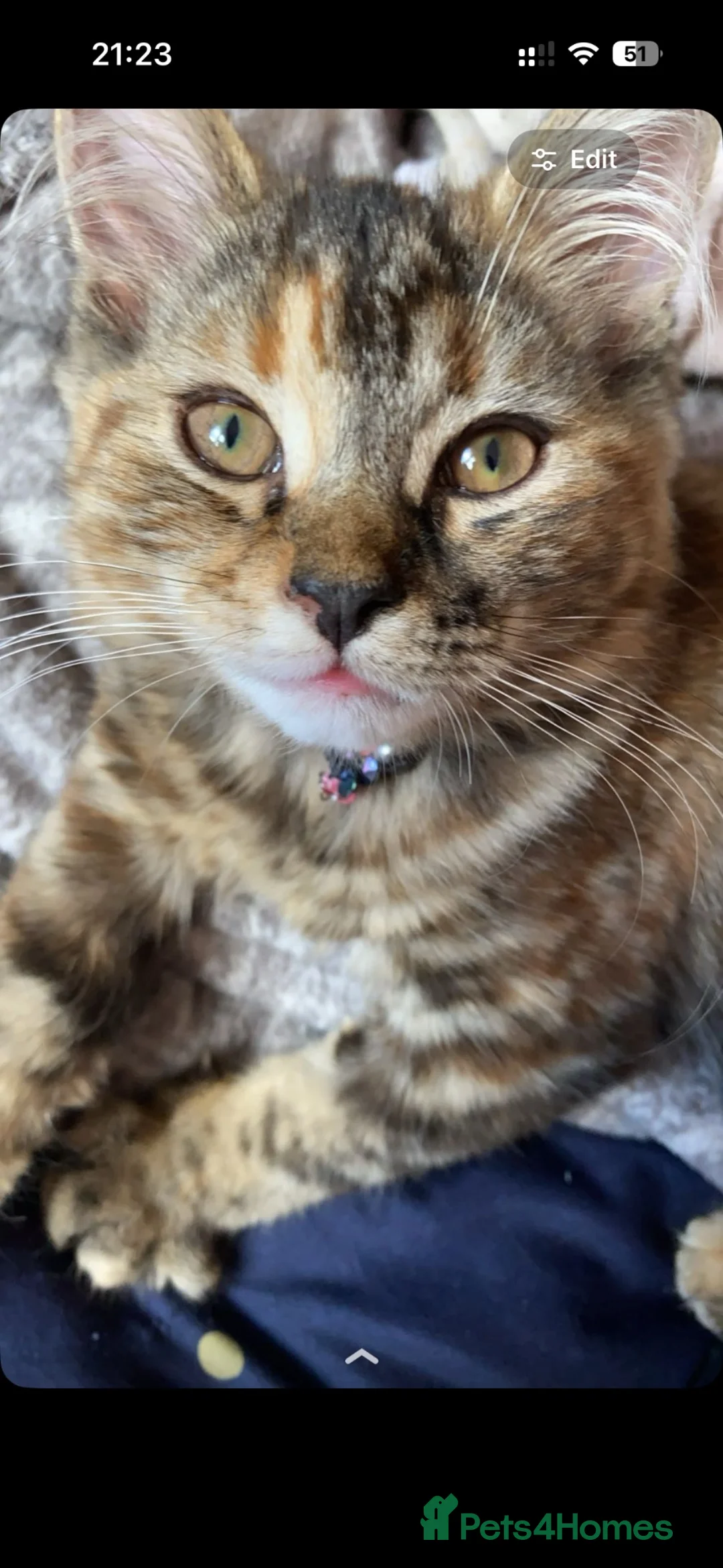 Domestic Shorthair cats for sale: female domestic cat in Peterborough - Advert 1