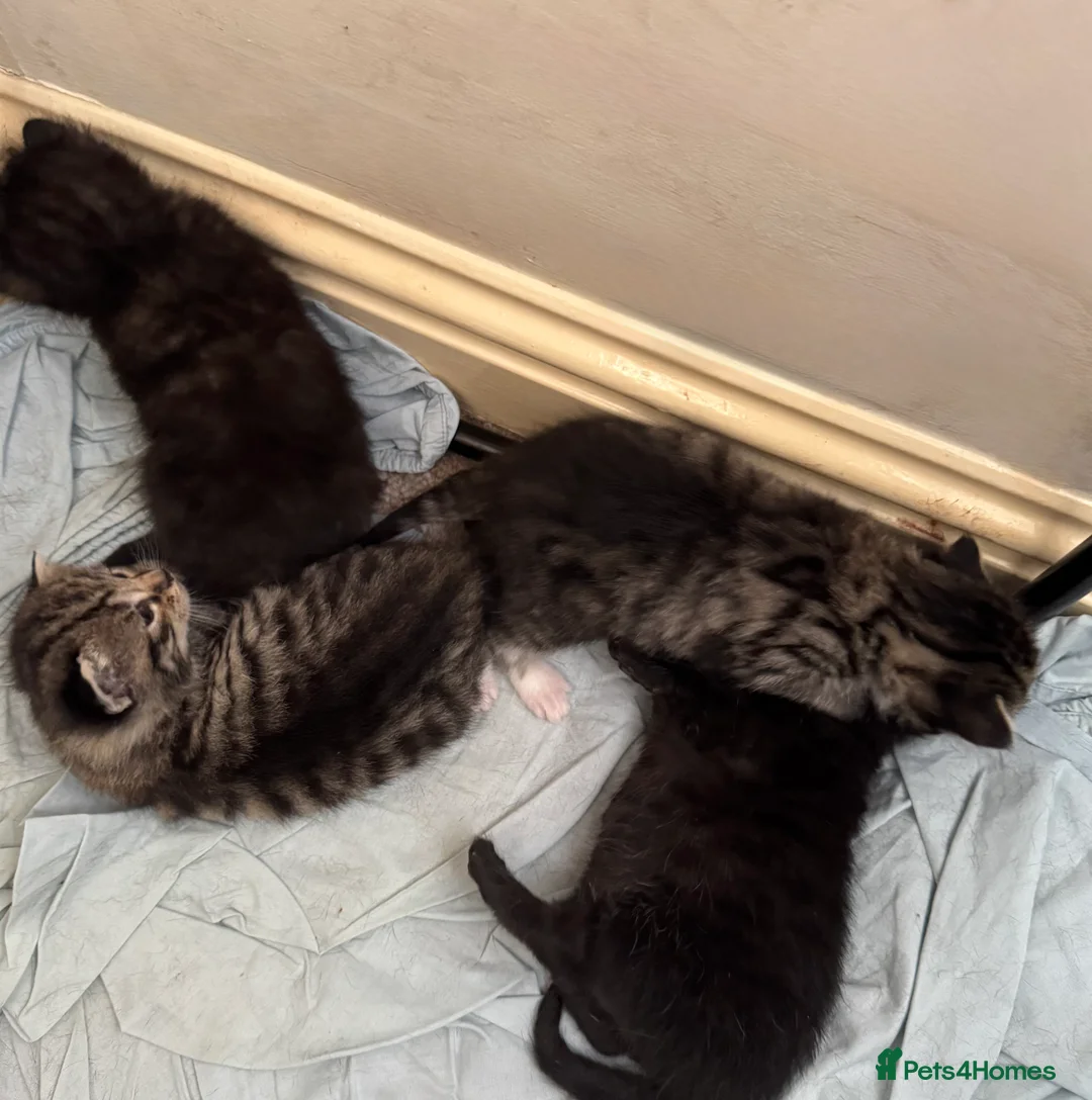 Bengal cats for sale: Cute Bengal kittens  - Advert 2