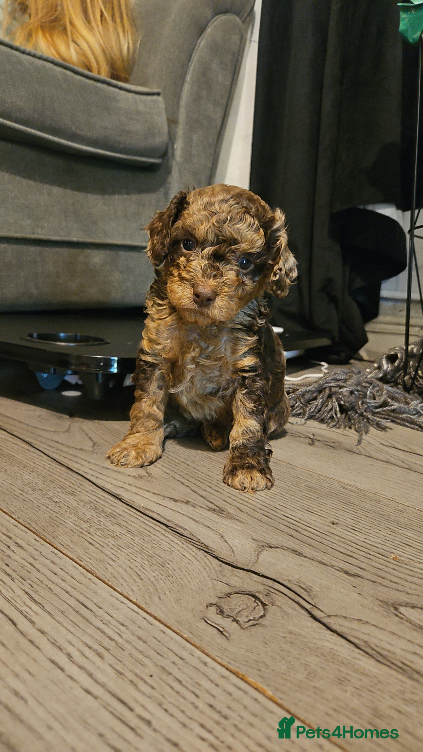 Cavapoo dogs Beautiful toy cavapoos (3x boys) - Advert 4