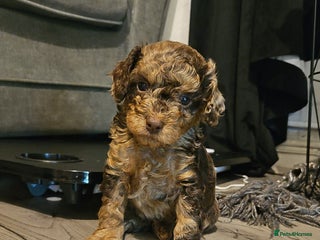 Cavapoo dogs Beautiful toy cavapoos (3x boys) - Advert 2