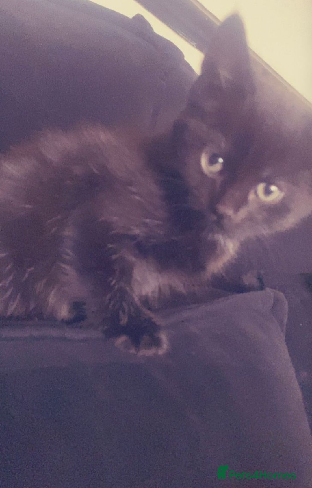 Mixed Breed cats for sale: 4 kittens, 3 girls & 1 boy - Advert 4