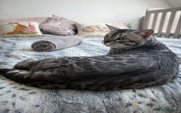 Bengal cats for sale: TICA Registered Silver Bengal Pair - Image 16