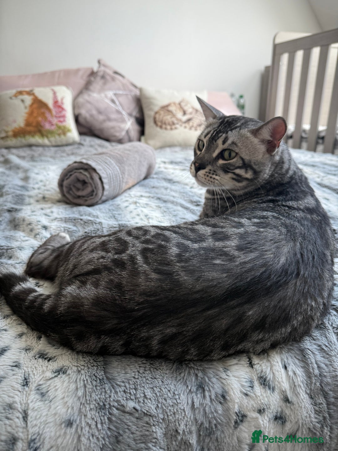 Bengal cats for sale: TICA Registered Silver Bengal Pair - Image 16