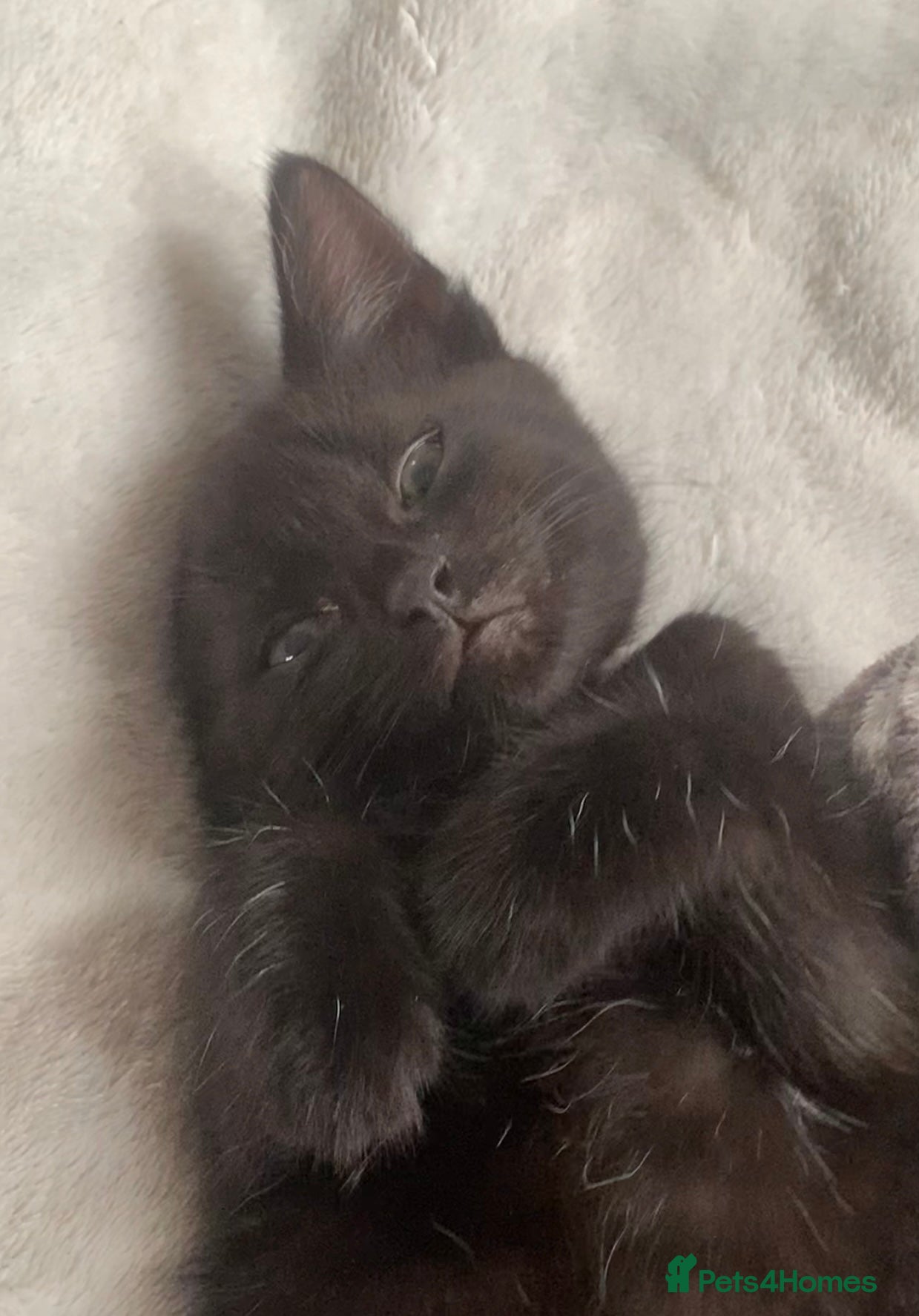 Mixed Breed cats Gorgeous mixed kittens  - Advert 7