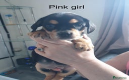 Mixed Breed dogs for sale: Cocker bull puppies for sale  - Image 6