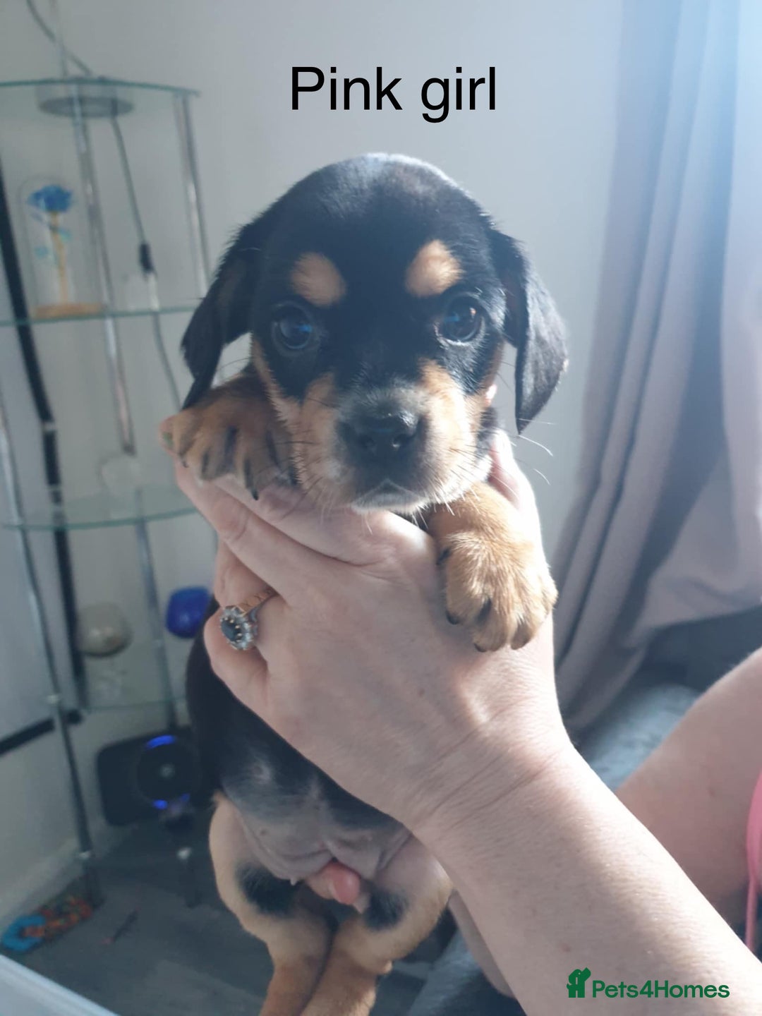Mixed Breed dogs for sale: Cocker bull puppies for sale  - Image 6