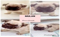 French Bulldog dogs for sale: Champion line fluffy kc French bulldog top quality - Image 6