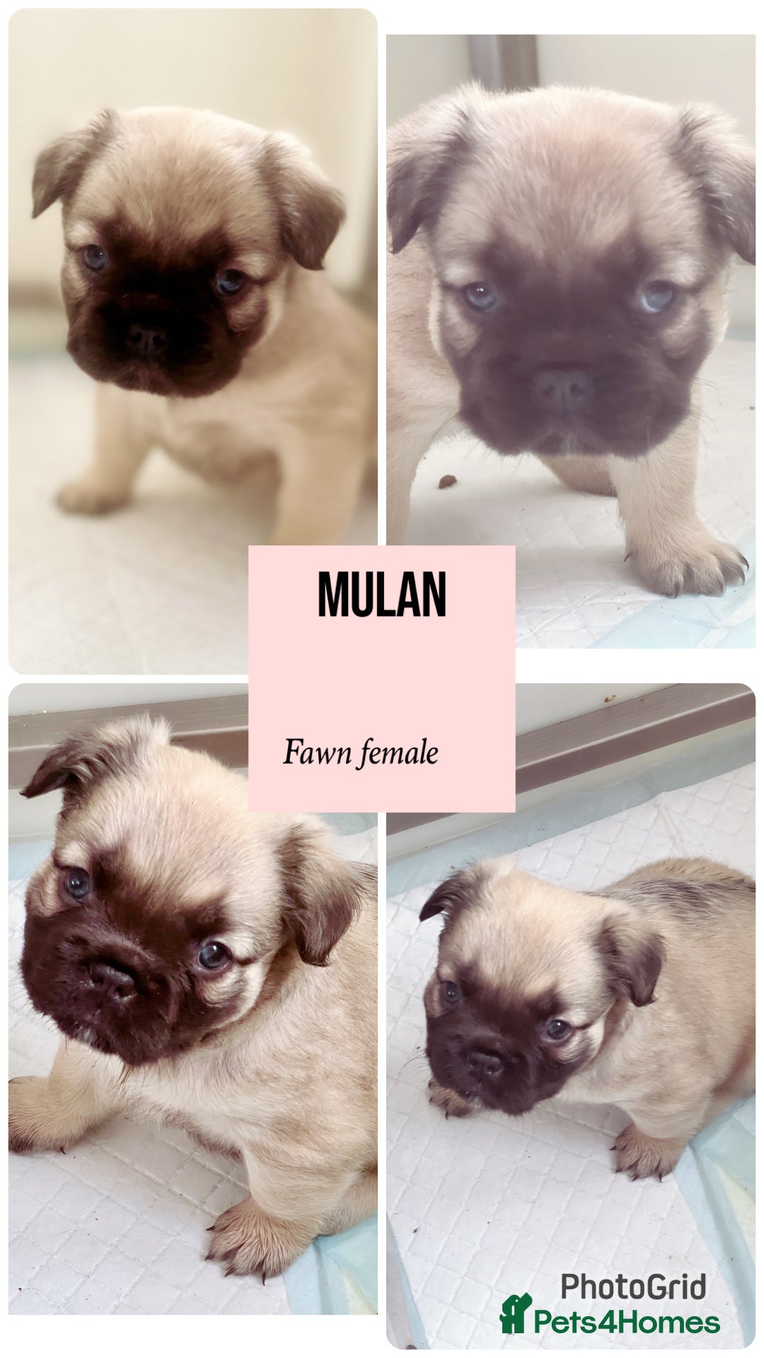 French Bulldog dogs for sale: Champion line fluffy kc French bulldog top quality - Image 6