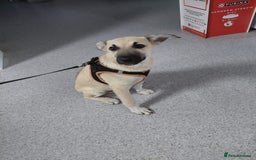 Mixed Breed dogs for adoption: OZZY, a Lovely Puppy Boy - for a Loving Home - Image 24