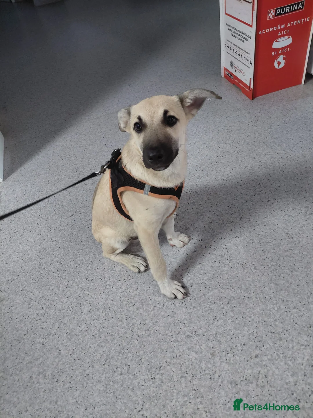 Mixed Breed dogs for adoption: OZZY, a Lovely Puppy Boy - for a Loving Home - Advert 24