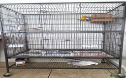 Lovebirds birds for sale: Lovebirds for sale  - Advert 2