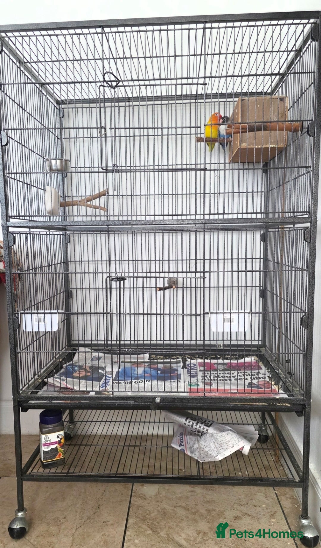 Lovebirds birds for sale: Lovebirds for sale  - Advert 2