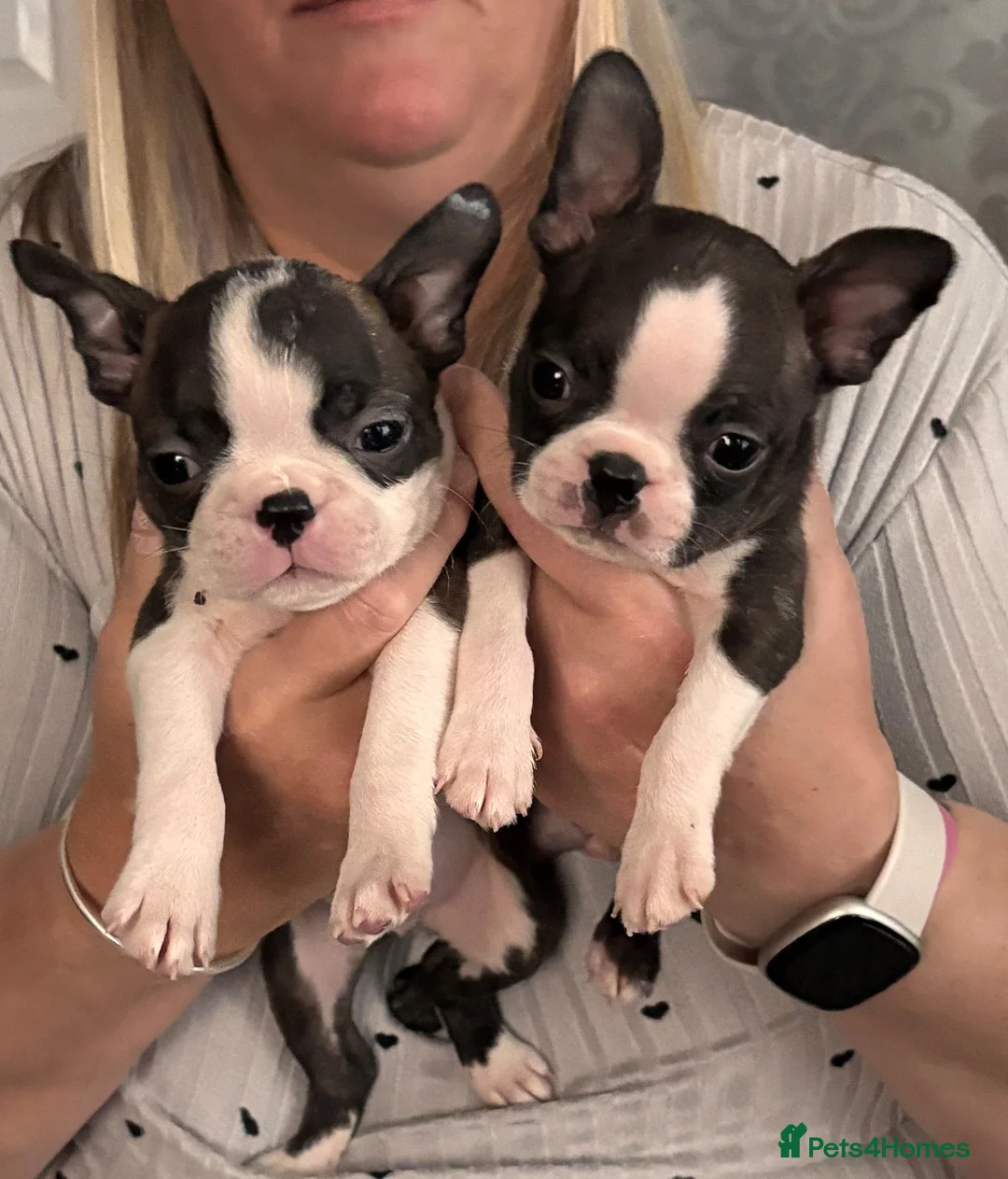Boston Terrier dogs for sale: Stunning quality Boston terrier pups  - Advert 1