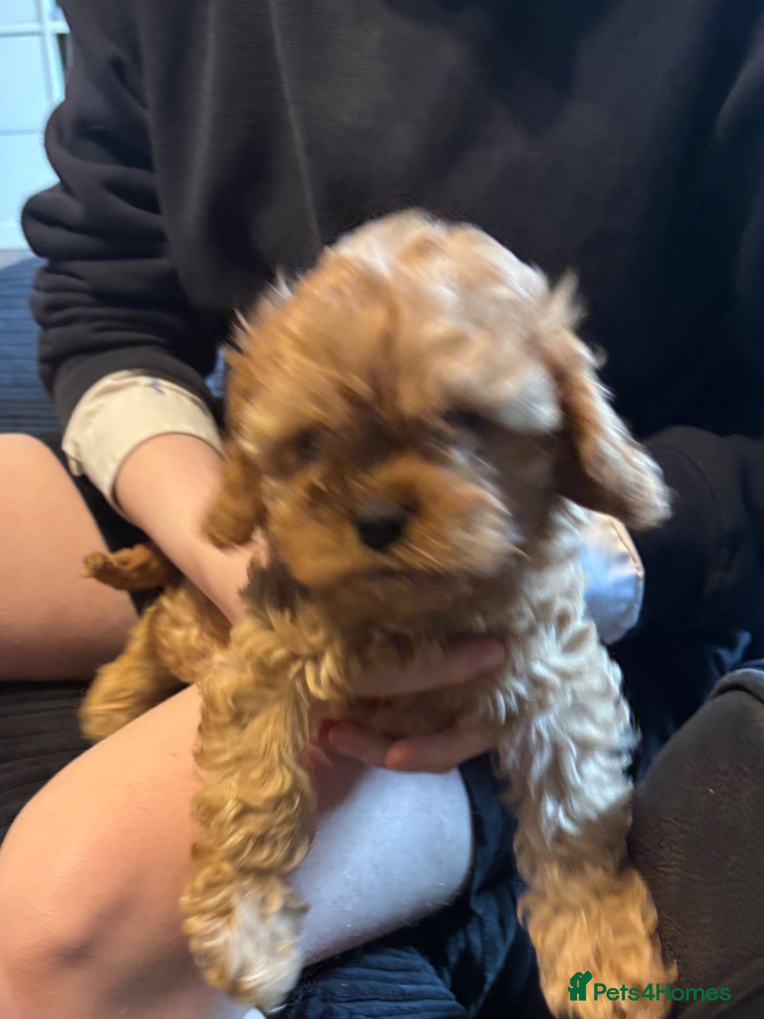 Cavapoo dogs **READY NOW** 2 stunning female Cavapoo puppies  - Advert 1