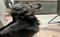 Mixed Breed dogs for sale: Irish cocker - Image 2