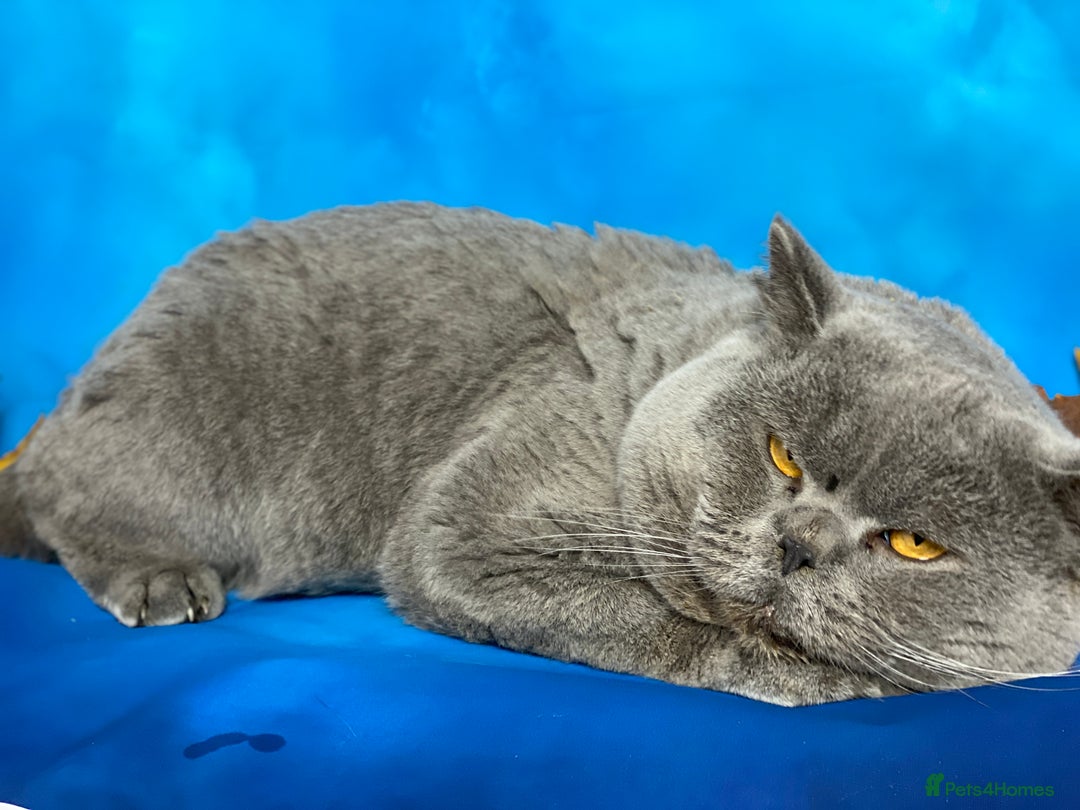 British Shorthair cats for sale: British shorthair male and 2 female 🩵💠🖤 - Image 5