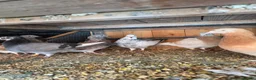 Mixed Breed birds for sale: Pigeons for sale all for 120£ in Nottingham - Advert 6