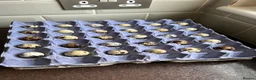 Quail poultry for sale: Coturnix quail Japanese  - Advert 3