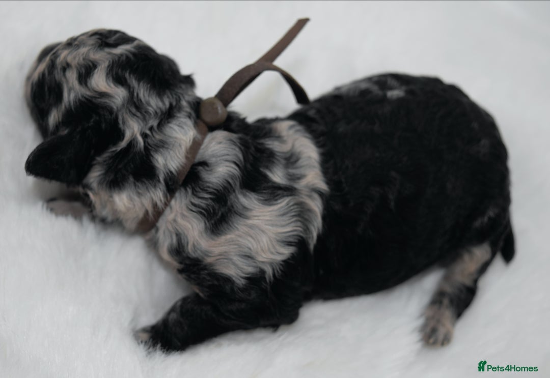 Cavapoo dogs for sale: Extensively health tested F1b curly Cavapoos  - Image 23