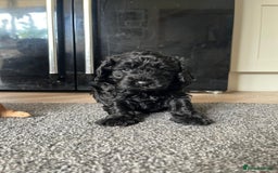 Cavapoo dogs for sale: Gorgeous F1 cavapoo pups (1 remaining) - Image 6