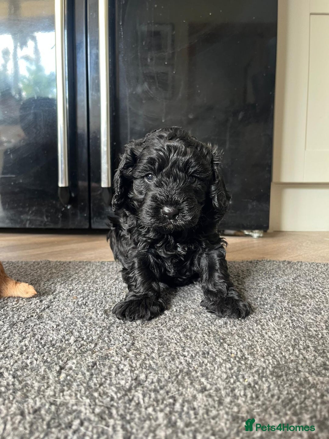 Cavapoo dogs for sale: Gorgeous F1 cavapoo pups (1 remaining) - Image 6