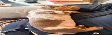 Miniature Dachshund 3