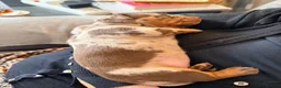 Miniature Dachshund dogs for sale: Loving homes needed  in Taunton - Advert 3