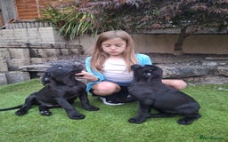 Labrador Retriever dogs for sale: ONLY 2 LEFT. Beautiful Healthy Labrador Puppies - Image 9