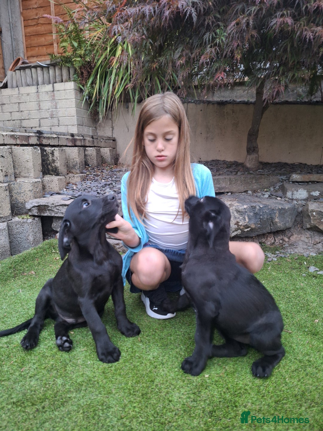 Labrador Retriever dogs for sale: ONLY 2 LEFT. Beautiful Healthy Labrador Puppies - Image 9