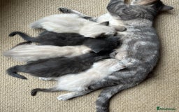 Mixed Breed cats for sale: Well socialised kittens - Image 5