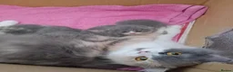 British Shorthair cats for sale: Beautiful British short-hair kittens  - Advert 7