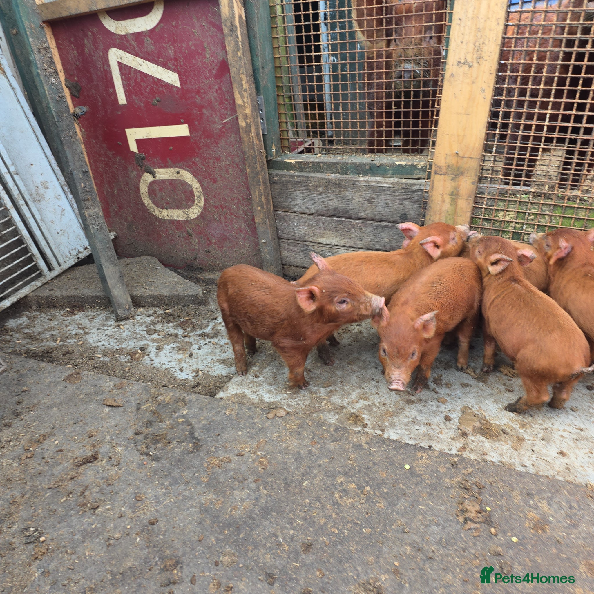 Pig livestock Tamworth piglets x 6  - Advert 4