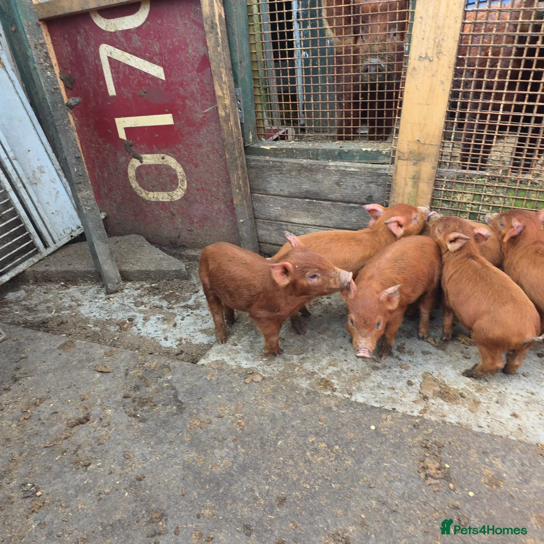 Pig livestock for sale: Tamworth piglets x 6  - Advert 1