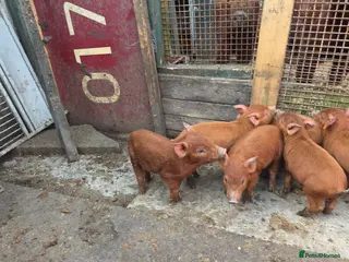 Pig livestock Tamworth piglets x 6 - Advert 4