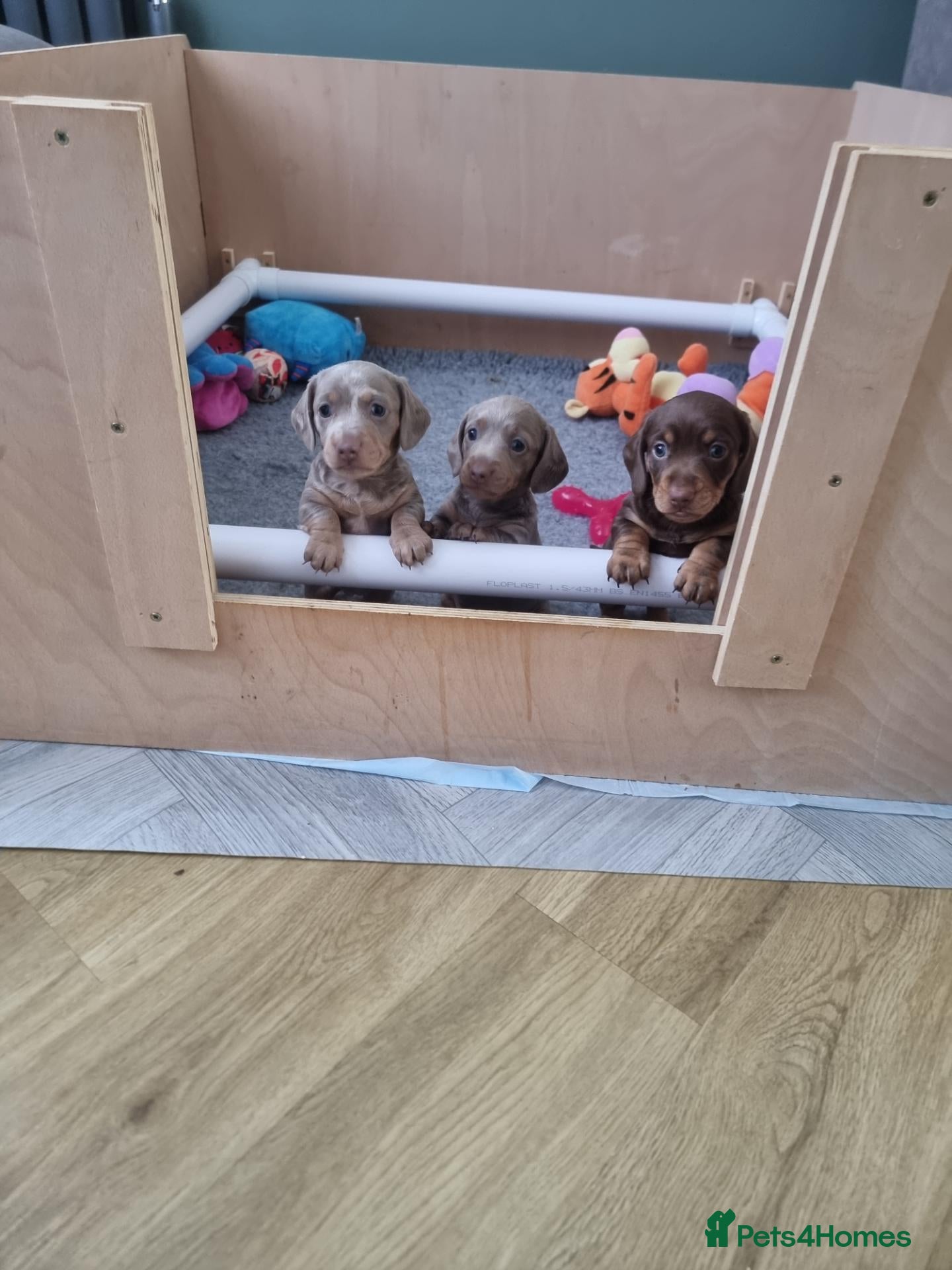 Miniature Dachshund dogs Adorable KC Registered Miniature Dachshund Pups - Advert 1