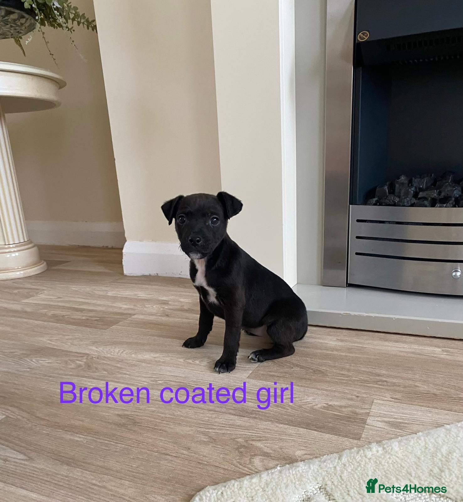 Patterdale Terrier dogs Beautiful Patterdale terriers  - Advert 2