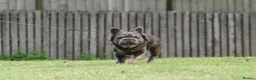 French Bulldog dogs for stud: Big rope fluffy french bulldog  - Advert 5