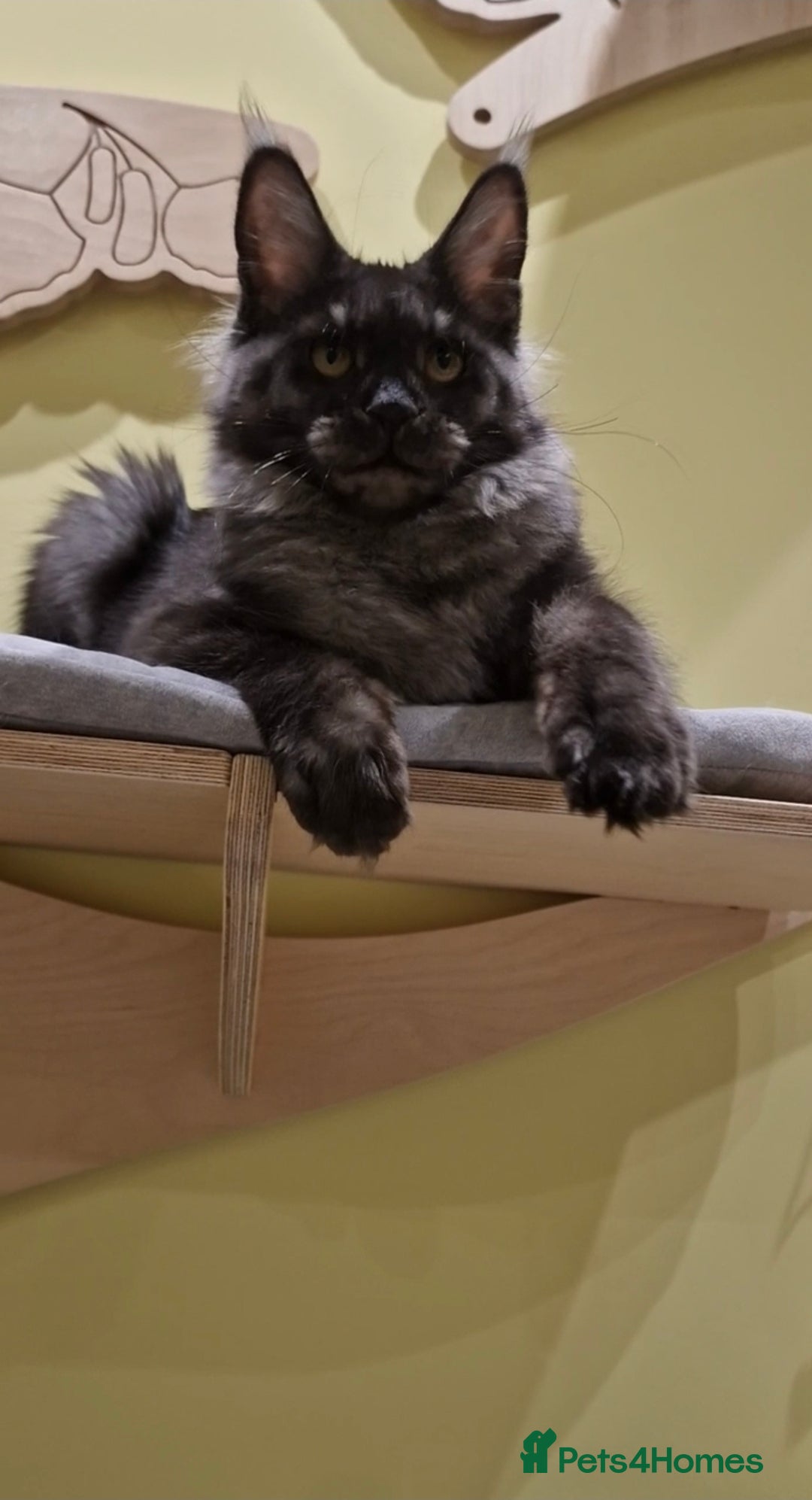 Maine Coon cats for sale: 🌟Exceptional Purebred Maine Coon girls🌟 - Advert 3