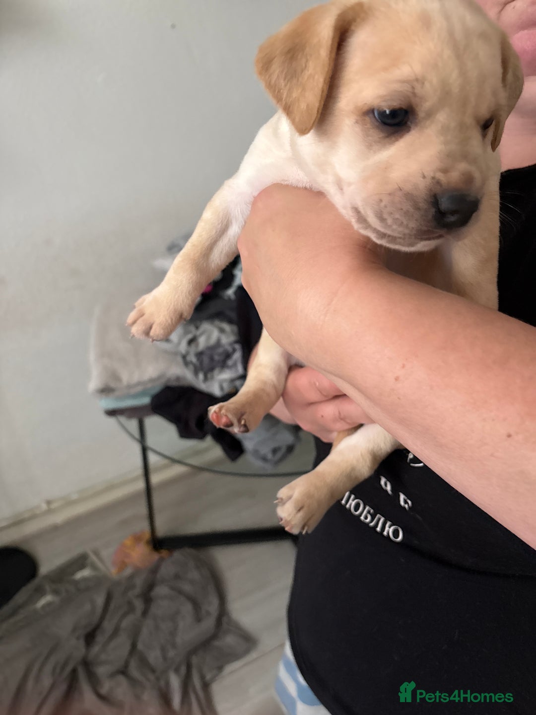 Mixed Breed dogs for sale: Staffie puppy’s  - Advert 9