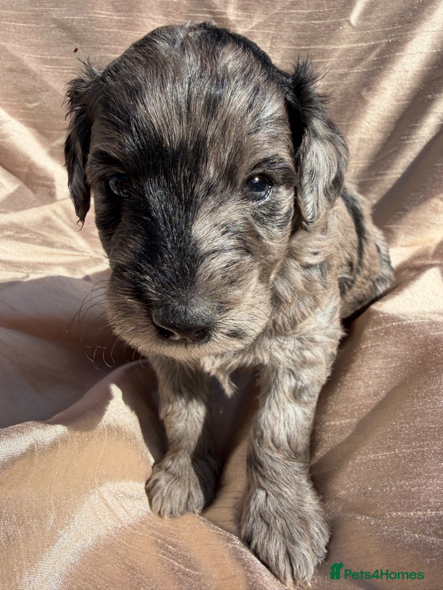 Mini Goldendoodle dogs Beautiful miniature F2b goldendoodles.  - Advert 2