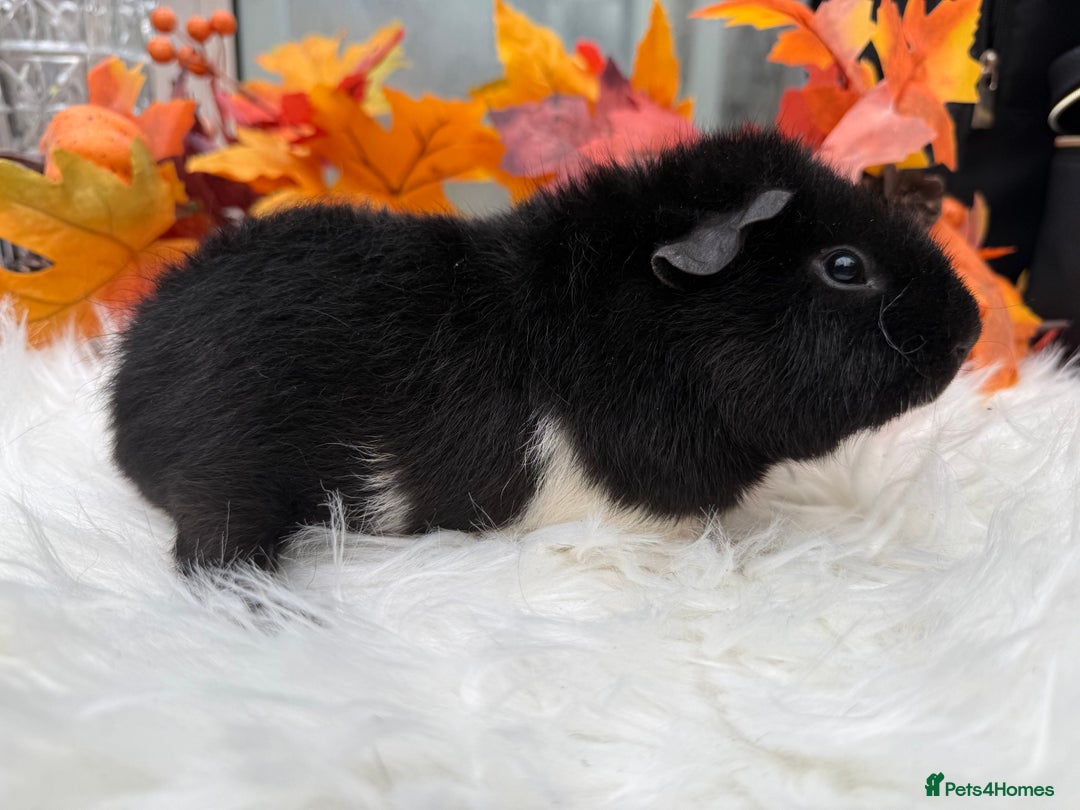 Guinea Pig rodents for sale: Teddy baby guineapig pair  - Advert 5