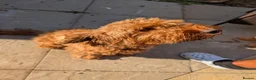 Cockapoo dogs for sale: ❤️ Beautiful Cockerpoo Puppies 2 Girls & 4 Boys ❤️ - Advert 12