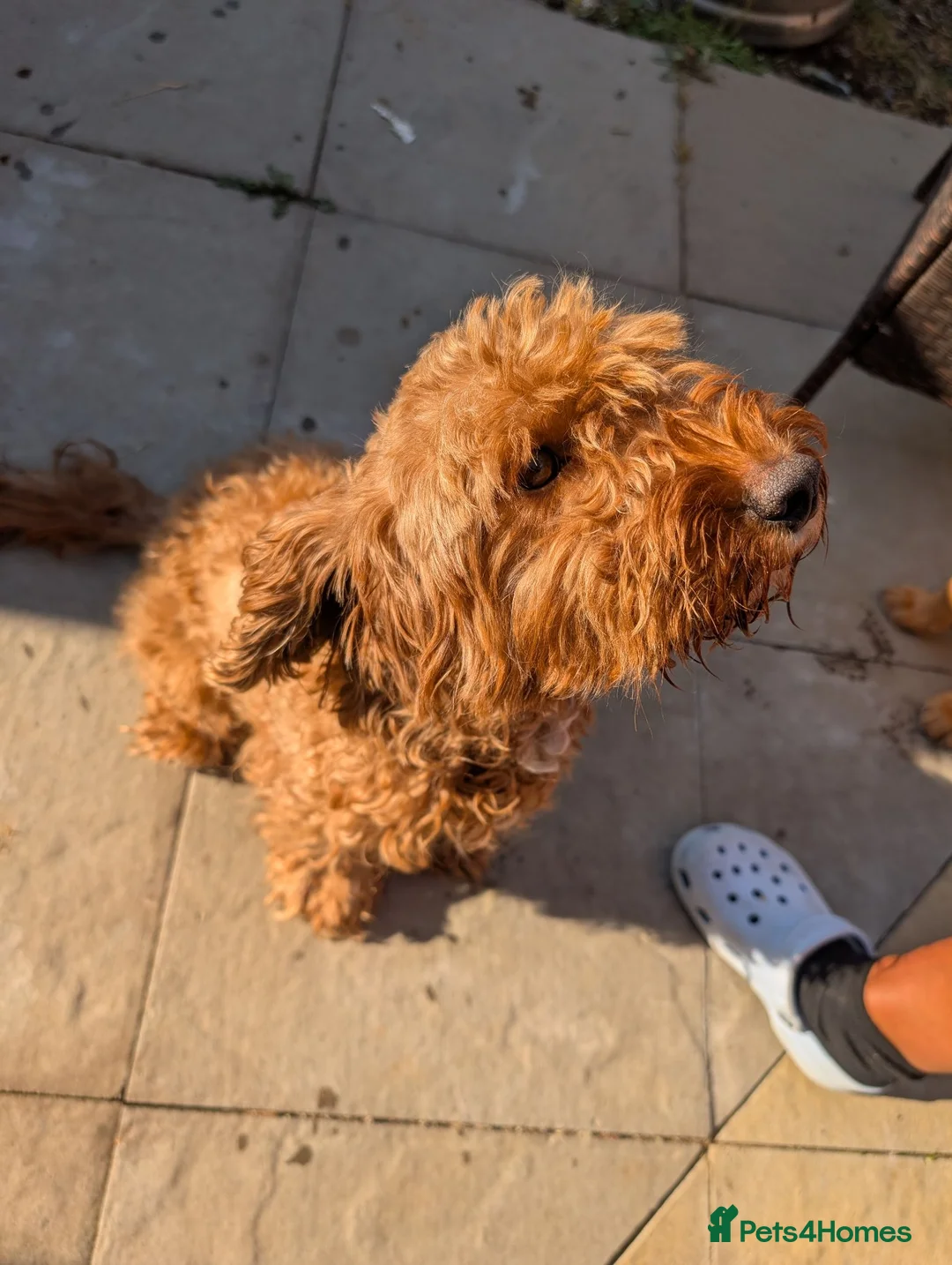 Cockapoo dogs for sale: ❤️ Beautiful Cockerpoo Puppies 2 Girls & 4 Boys ❤️ - Advert 12