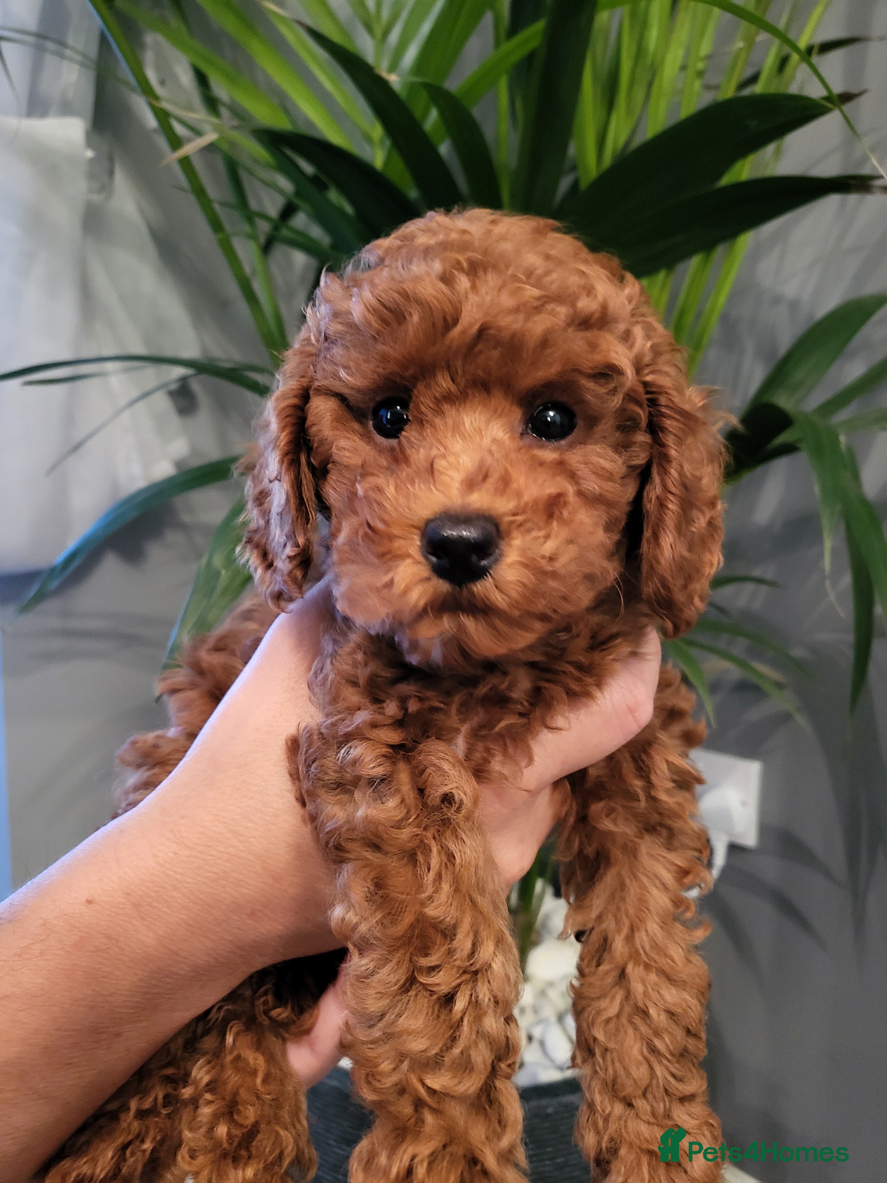 Miniature Poodle dogs KC Registered miniature poodle (Ready now) - Advert 2