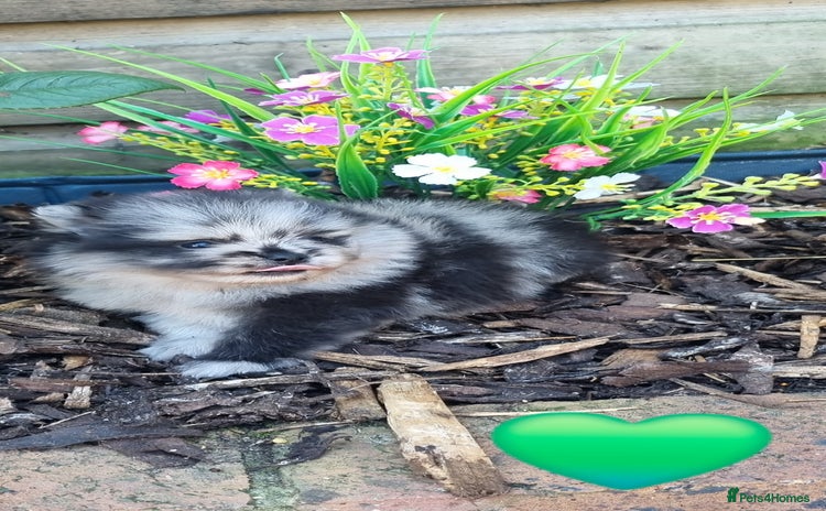Pomeranian dogs - Advert 5