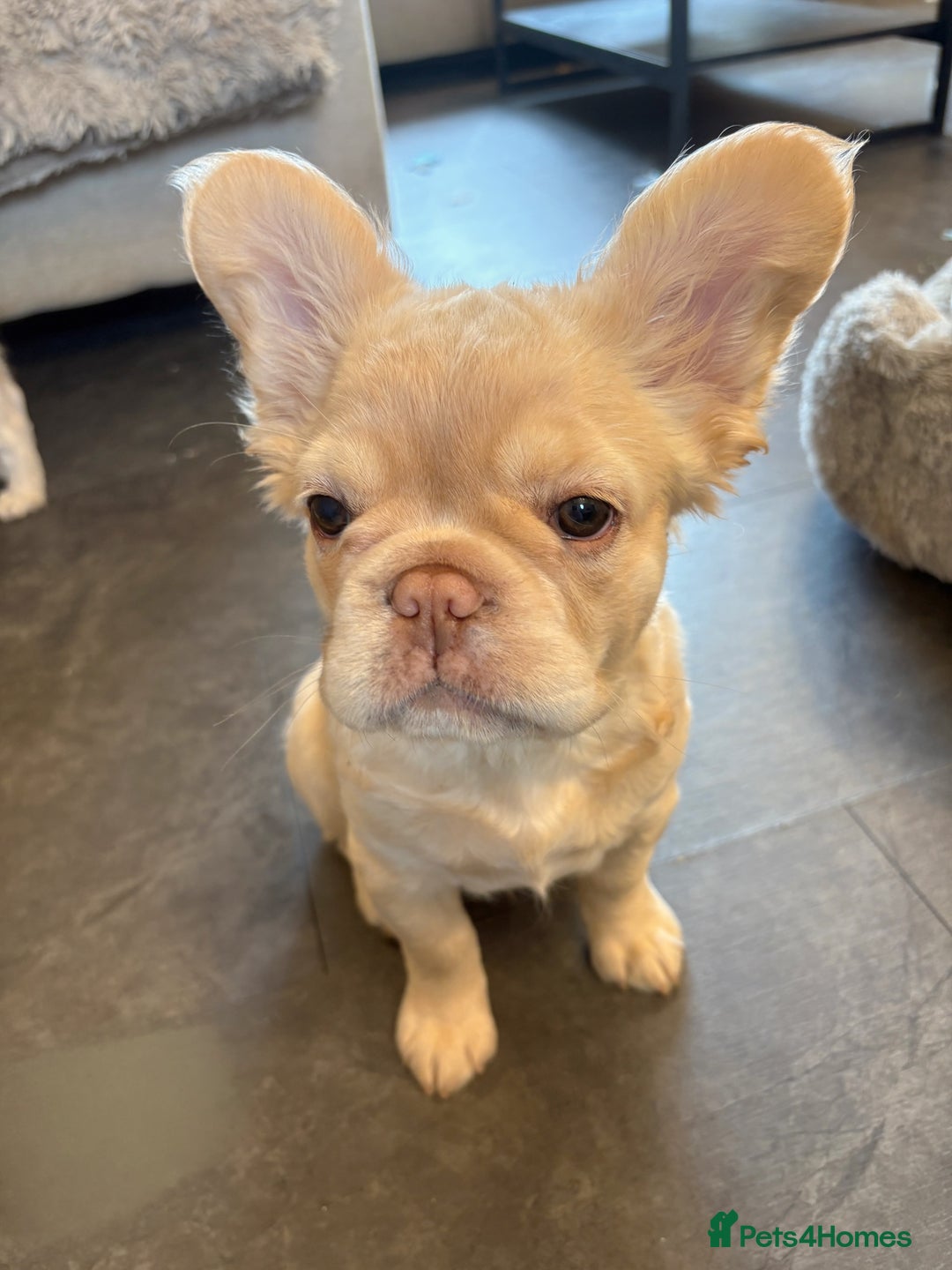 French Bulldog dogs for sale: 3 French bulldog puppies  - Image 8