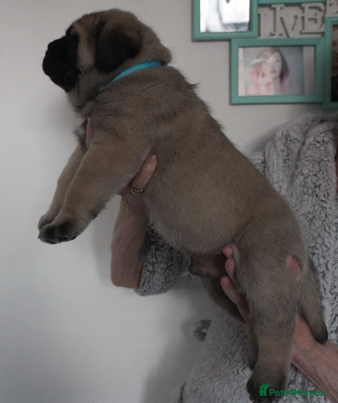 Mastiff dogs for sale: English mastiff puppies for sale. - Advert 2