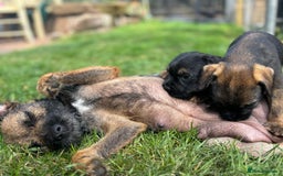 Border Terrier dogs for sale: Stunning litter of border terrier puppies  - Image 4