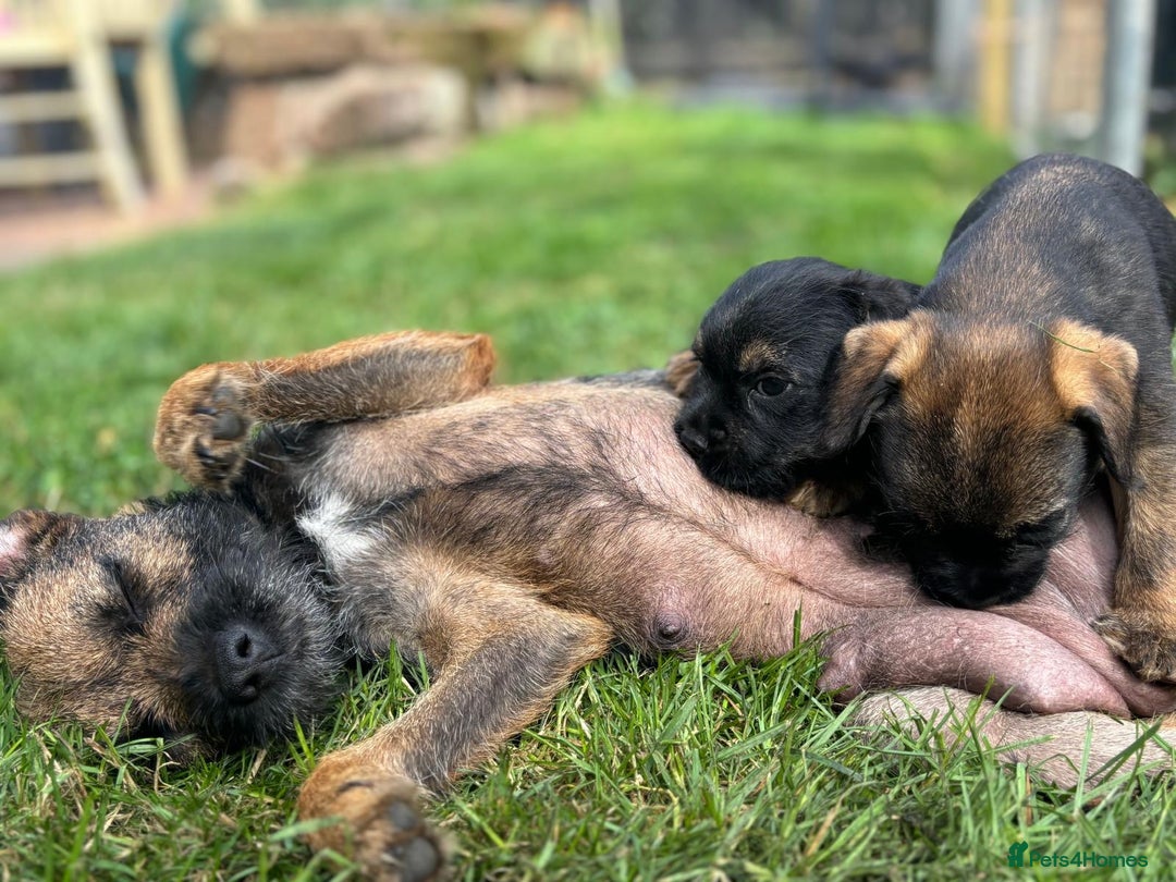 Border Terrier dogs for sale: Stunning litter of border terrier puppies  - Image 4