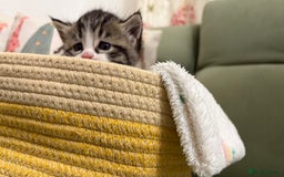 Siberian cats for sale: 4 Beautiful Siberian Cross Kitties 💗 - Advert 22